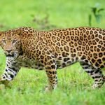 Leopard in green grass