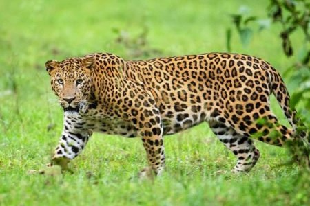 Leopard in green grass