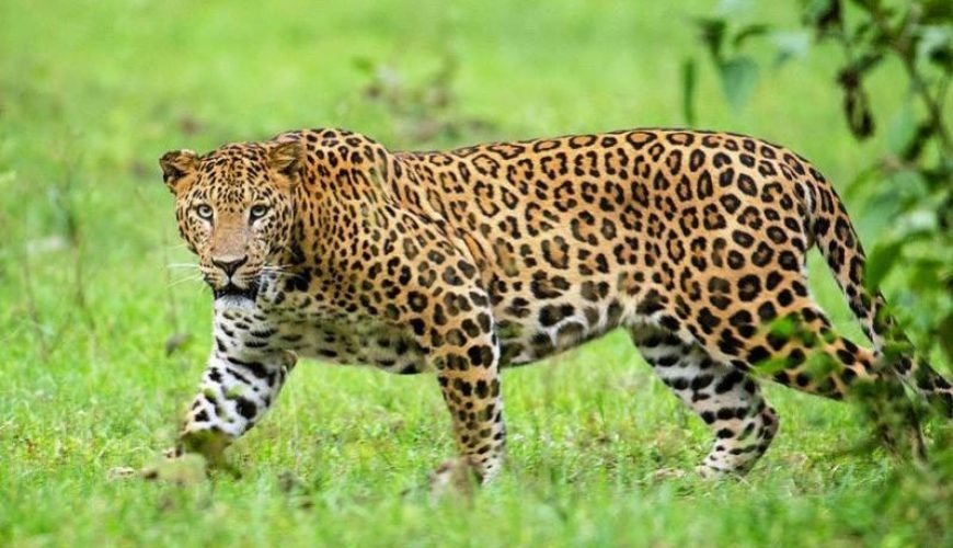 Leopard in green grass