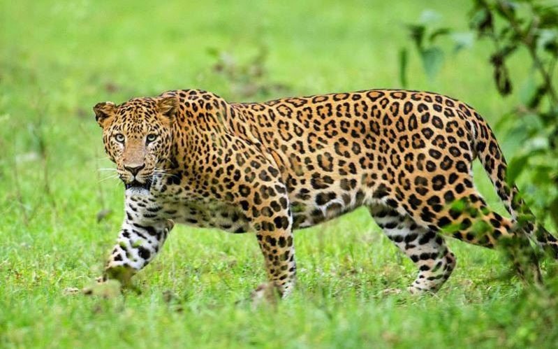 Leopard in green grass